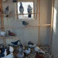 ۲۱کفتر فروشی|پرنده|محمدیه-قزوین, |دیوار