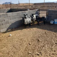 قوچ  وبره قوچ های رومانف|حیوانات مزرعه|شهریار, شهریار|دیوار