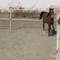 اسب|اسب و تجهیزات اسبسواری|سلماس, |دیوار