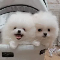 سگ توله پامر پامرانین عروسکی ۶۵ روز