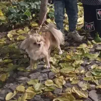 سگ خانگی|سگ|دلیجان, |دیوار