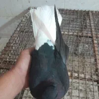 دمسفید|پرنده|بهبهان, |دیوار