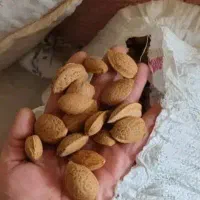 بادام درختی