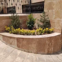 شمشاد سبز طلایی رز ساناز رونده میم انگور چسبک|خدمات باغبانی و درختکاری|مشهد, باغستان|دیوار