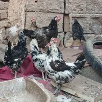 نیمچه گلین|حیوانات مزرعه|رفسنجان, |دیوار