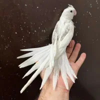 عروس هلندی نر آلبینو دوکت پروانه ای خالص لوتینو