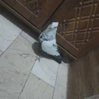 کبوتر دمبی ماده پرشی