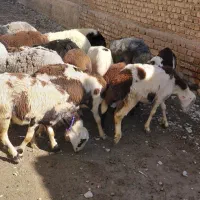 بره ماده پلنگی افشار