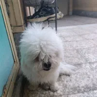 سگ شیتزو واگذاری رایگان|سگ|کرمان, |دیوار