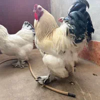 مرغ و خروس برهما|حیوانات مزرعه|گرگان, |دیوار