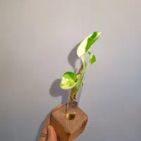 تولید و فروش انواع گل و گیاه طبیعی