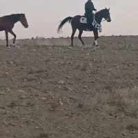 اسب مادیان|اسب و تجهیزات اسبسواری|شیدا, |دیوار