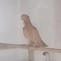 کبوترزردکاکلی