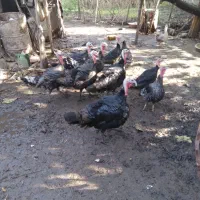 بوقلمون نر و ماده|حیوانات مزرعه|سنگر, |دیوار