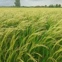 برنج هاشمی درجه یک آستانه اشرفیه|خوردنی و آشامیدنی|قم, پردیسان|دیوار