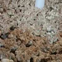 فروش جوجه بوقلمون بوربون وبرنز