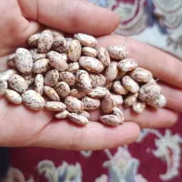 لوبیا چیتی ۲۰ روز از زمین برداشت شده