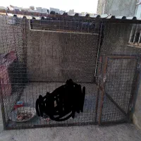 جوشکاری خورده کاری ساخت و تعمیر در پنجره نرده|خدمات پیشه و مهارت|اردبیل, |دیوار