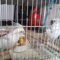 عروس هلندی البینو دوکت|پرنده|اصفهان, شهید رجایی|دیوار