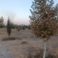 فروش باغ شهری جونجان