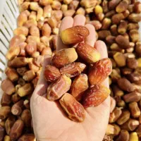 قصب زاهدی