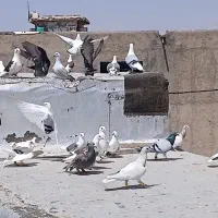 کبوترپرشی
