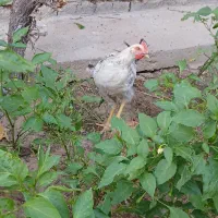 دو عدد جوجه