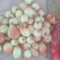 پیاز خوب با قیمت کم فقط ۱۲ هزار تومان