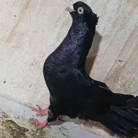 صرب سیاه نر