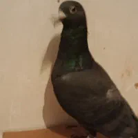 کبوتر زاغ نر