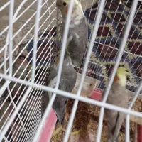 عروس هلندی|پرنده|مهاجران, |دیوار