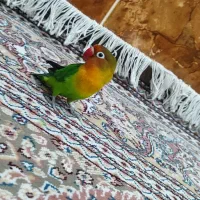 طوطی