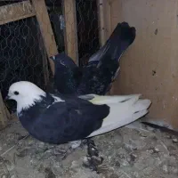 کبوتر. کفتر پرش سنگین