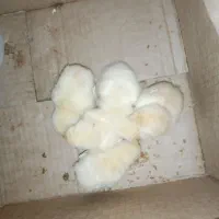 ۵عدد جوجه لاری