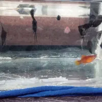 فقط تا پنجشنبه