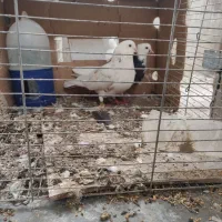 کفتر جمله ای|پرنده|میناب, |دیوار
