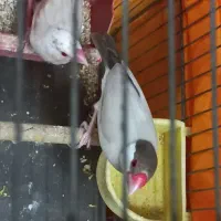 فنج نرگسی قفسی شکلاتی و دوجفت تخم گذاشتن|پرنده|قم, فرهنگیان و شهربانی|دیوار