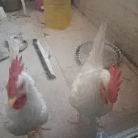 خروس