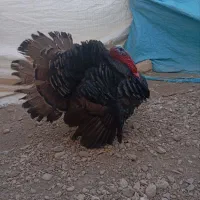 بوقلمون و خروس گلین پاپر