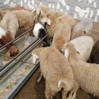 بزه|حیوانات مزرعه|قشلاق دشت, |دیوار
