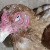 خروس لاری ومرغ لاری