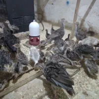 جوجه ب|حیوانات مزرعه|قوچان, |دیوار