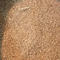فروش گندم