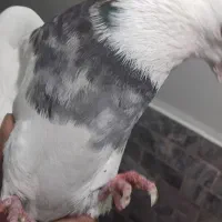 ۴ تا کبوتر|پرنده|بروجرد, |دیوار