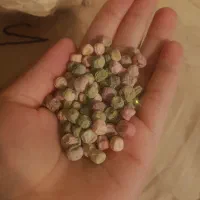 بذرنخودفرنگی ولفو هلند ۴۰کیلو