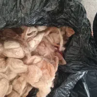 پشم گوسفند تمیز