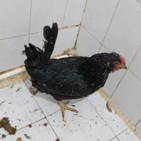 1عدد مرغ کوشین|حیوانات مزرعه|تهران, آهنگران (سراسیاب دولاب)|دیوار