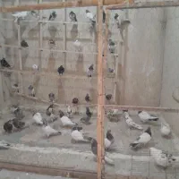 پرنده سرای بازار روز طبقه بالای قهوه خونه مغازه دو|پرنده|دورود, |دیوار
