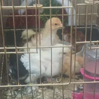 برهما لایت وبولف