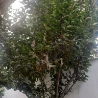 درخت خرمالو|گل و گیاه طبیعی|رشت, پاستوریزه|دیوار